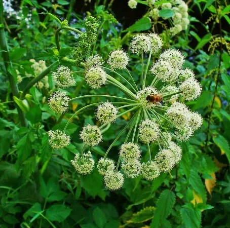 Angelica Root Essential Oils 1